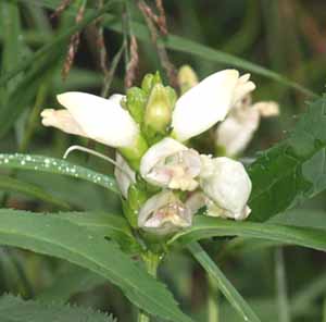 Turtlehead flowers along Zealand Trail (photo by Webmaster)