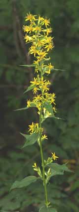 Yellow flowers on Zealand Trail (photo by Webmaster)