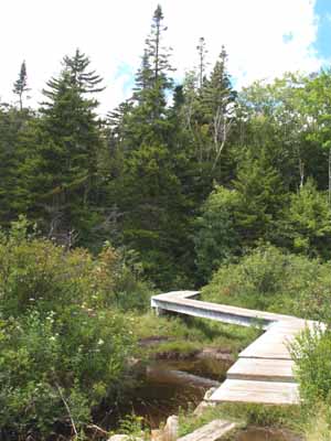 Beaver swamp boardwalk along Zealand Trail (photo by Webmaster)