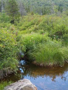 Beaver Swamp (photo by Webmaster)