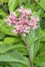 Joe-Pye weed along beaver swamp on Zealand Trail (photo by Webmaster)
