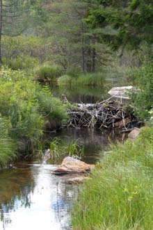 Beaver Swamp (photo by Webmaster)