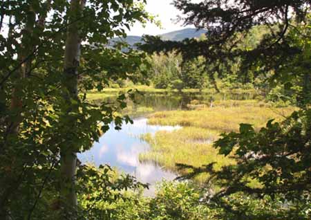 Beaver swamp along Zealand Trail (photo by Webmaster)