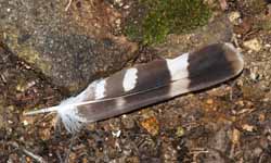 Feather on Lend-A-Hand Trail (photo by Webmaster)