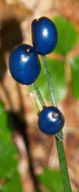 Bluebead lily on Lend-A-Hand Trail (photo by Webmaster)