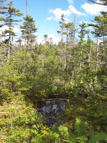 Wetlands along Lend-A-Hand Trail (photo by Webmaster)