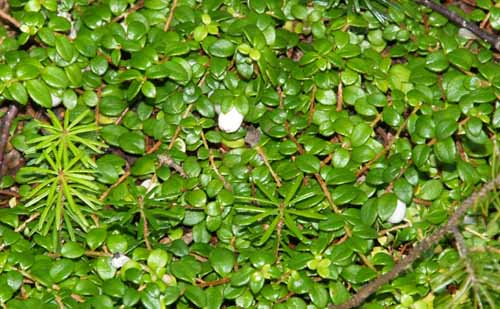 Creeping snowberry along Lend-A-Hand Trail (photo by Webmaster)