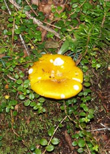 Mushroom and creeping snowberry along Lend-A-Hand Trail (photo by Webmaster)