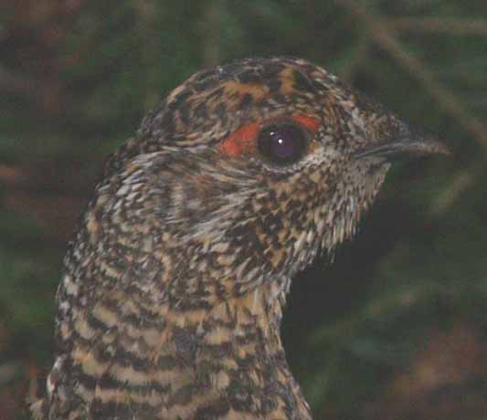 Male spruce grouse on Lend-A-Hand Trail (photo by Webmaster)