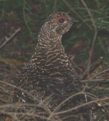 Male spruce grouse on Lend-A-Hand Trail (photo by Webmaster)