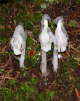 Indian pipe on Lend-A-Hand Trail (photo by Webmaster)