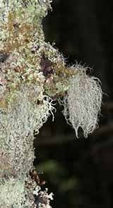 Lichen-covered tree on Lend-A-Hand Trail (photo by Webmaster)