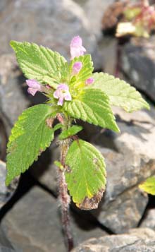 Hemp nettle on Mt. Hale summit (photo by Webmaster)