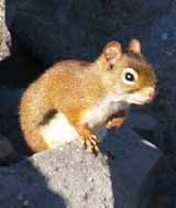 Red squirrel on Mt. Hale summit cairn (photo by Webmaster)