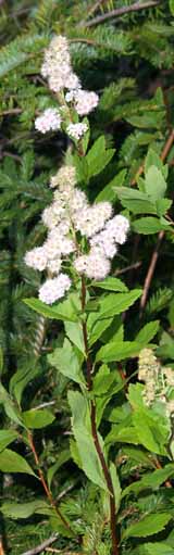 Meadowsweet on Mt. Hale summit (photo by Webmaster)