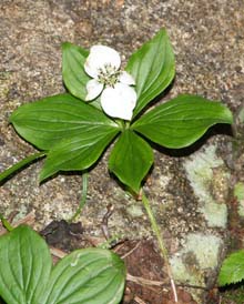 Bunchberry growing on Garfield Trail (photo by Webmaster)