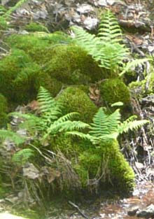 Ferns and moss-covered rocks (photo by Chip Lary)