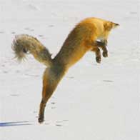 Fox pouncing on meadow vole below the snow