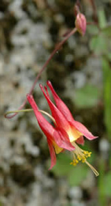 Wild columbine in flower near the trail in early May (photo by Ben Kimball for the NH Natural Heritage Bureau)