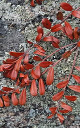 Leaves of Arctostaphylos uva-ursi on top of the ledges (photo by Ben Kimball for the NH Natural Heritage Bureau)