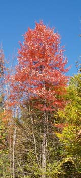 Red Maple on Trail #1 (photo by Webmaster)