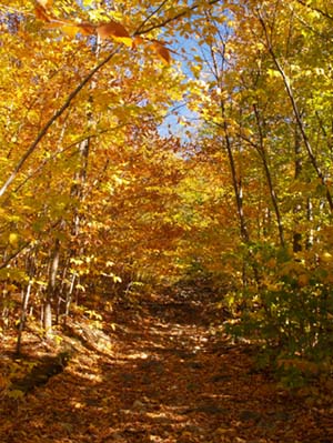 Foliage on Trail #1 (photo by Webmaster)
