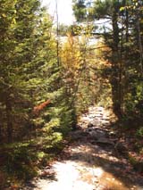 Slabs and conifers on upper section of Trail #1 (photo by Webmaster)