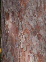 Bark of red pine tree on upper section of Trail #1 (photo by Webmaster)
