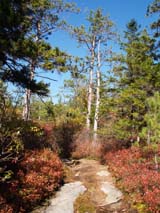 Upper section of Trail #1 (photo by Webmaster)
