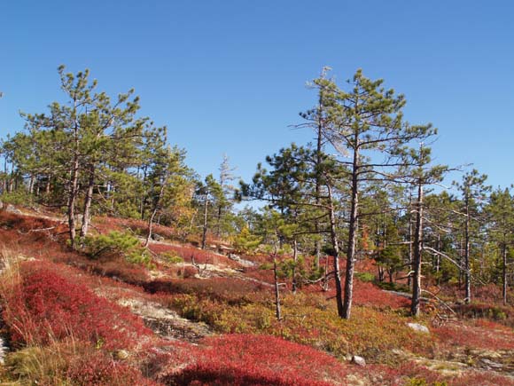 Start of open slabs on Trail #1 (photo by Webmaster)