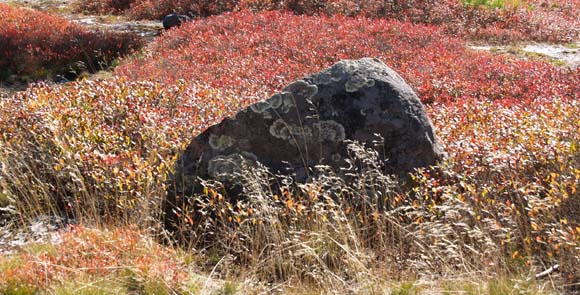 Ring lichen on boulder alongside Trail #1 (photo by Webmaster)