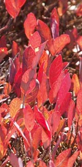 Blueberry bush leaves on summit slabs (photo by Webmaster)