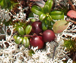 Mountain cranberry and reindeer lichen on summit slabs (photo by Webmaster)