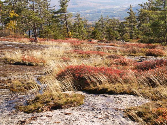 Grass and blueberry bushes on slabs next to Trail #1 (photo by Webmaster)