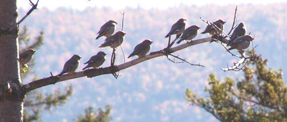 Cedar waxwings roosting (photo by Webmaster)