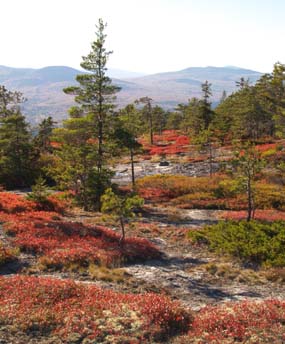 Views of blueberry bushes, conifers, and mountains from Trail #2 (photo by Webmaster)