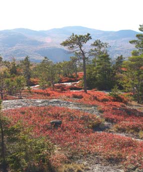 Views of blueberry bushes, conifers, and mountains from Trail #2 (photo by Webmaster)