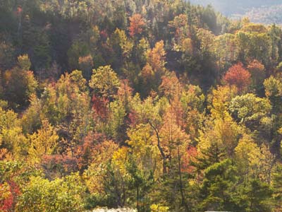 View of foliage from Trail #2 (photo by Webmaster)